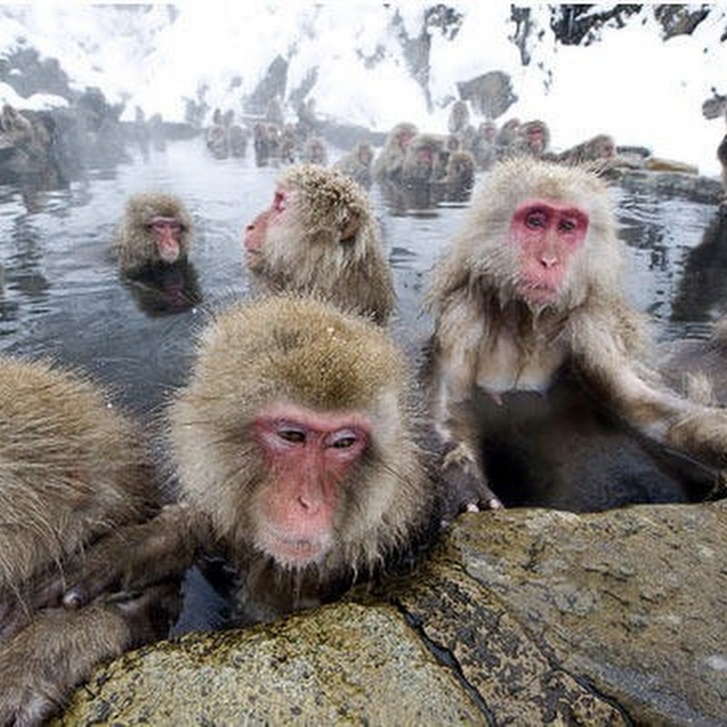 Japanese Snow Monkeys relaxing in a hot spring Amusing